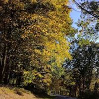 Yorktown ico