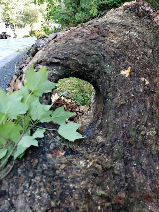 Carolin's Grove Preserve Picture 6