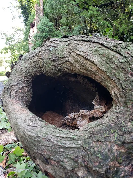 Carolin's Grove Preserve Picture 4