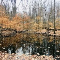 Woodland Park ico