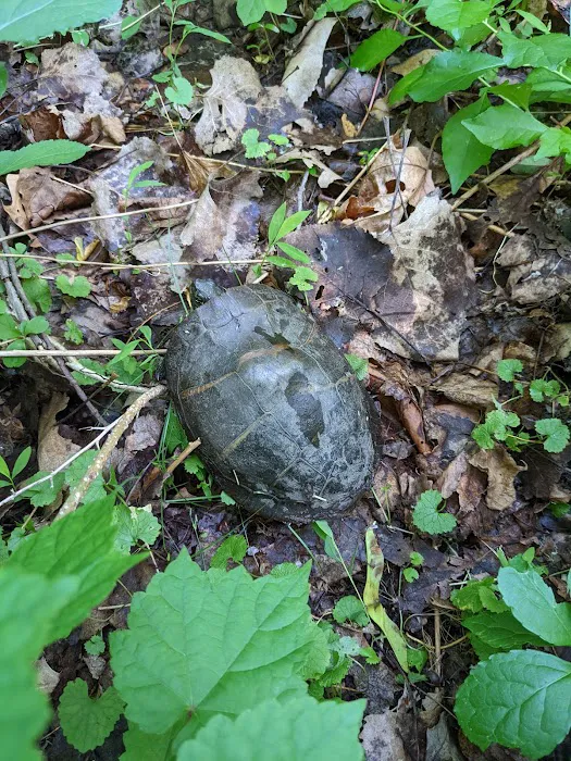 Piacentini Nature Preserve Picture 8