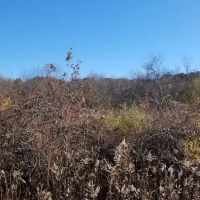 Michigan Rd Parking Area Ward Pound Ridge Reservation ico