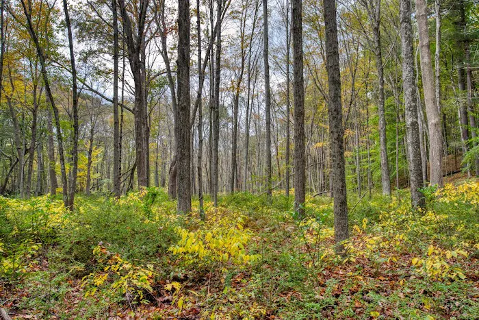 Ward Pound Ridge Reservation Picture 3