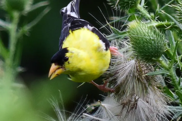 Bedford Audubon Society Picture 1