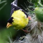 Bedford Audubon Society