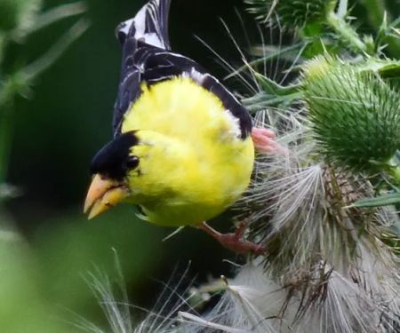 Bedford Audubon Society