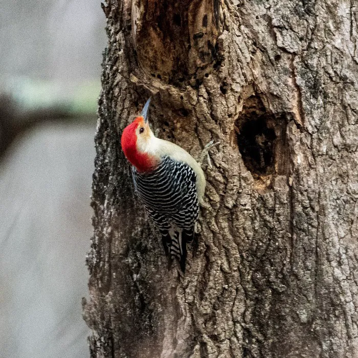 Bedford Audubon Society Picture 4
