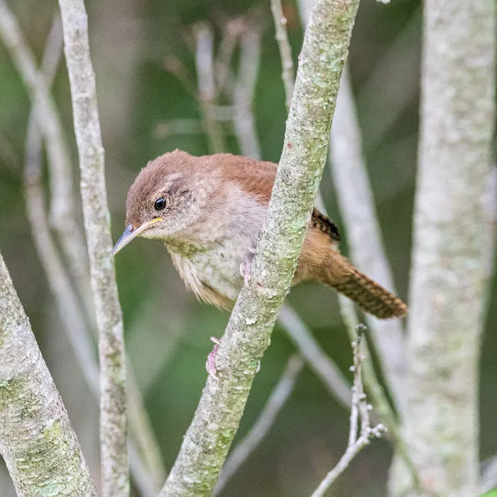Bedford Audubon Society Picture 6