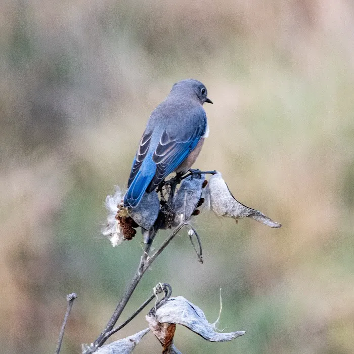 Bedford Audubon Society Picture 3