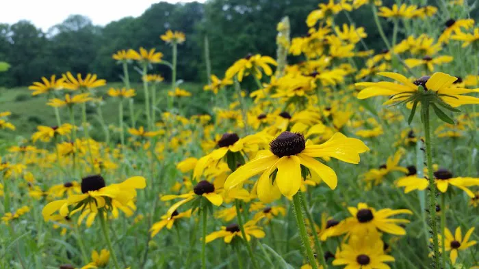 Bedford Audubon Society Picture 7