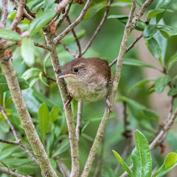 Bedford Audubon Society Picture 5