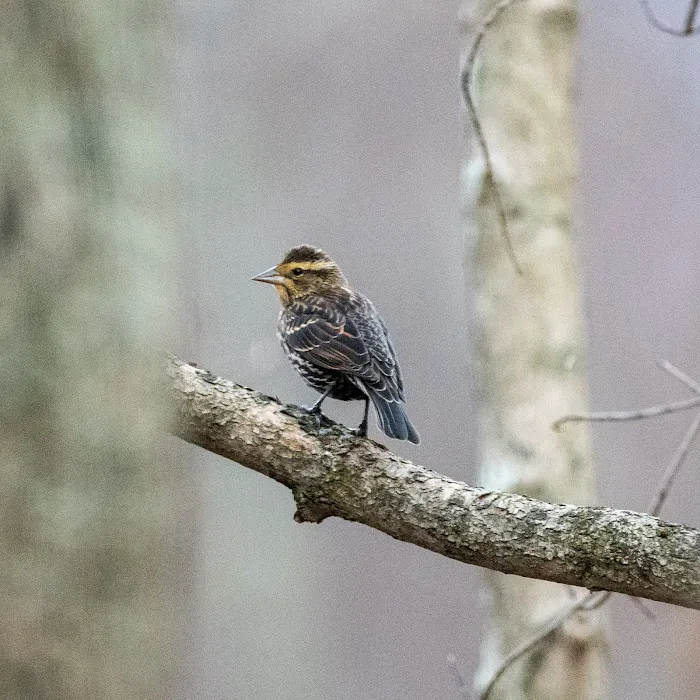 Bedford Audubon Society Picture 8