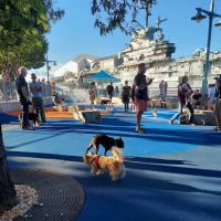 Pier 84 Dog Run ico