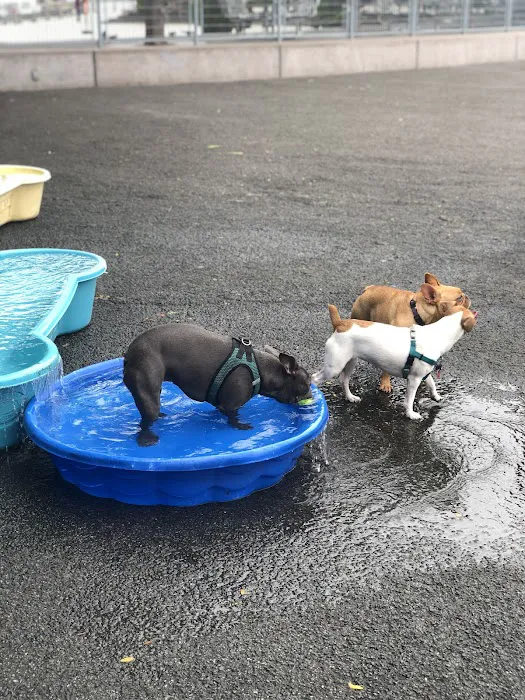 Pier 84 Dog Run Picture 5