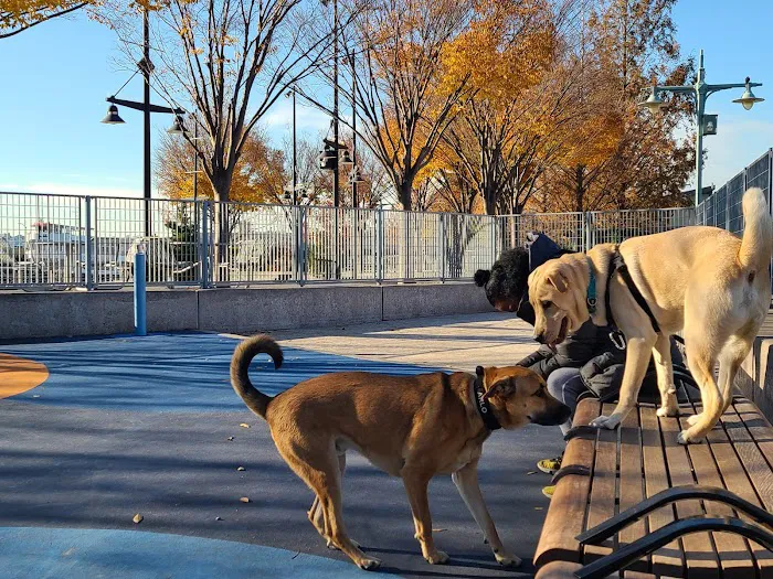 Pier 84 Dog Run Picture 8