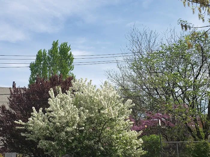 Urban Meadow Picture 10