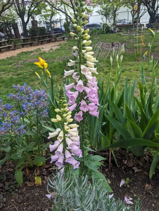 Urban Meadow Picture 2