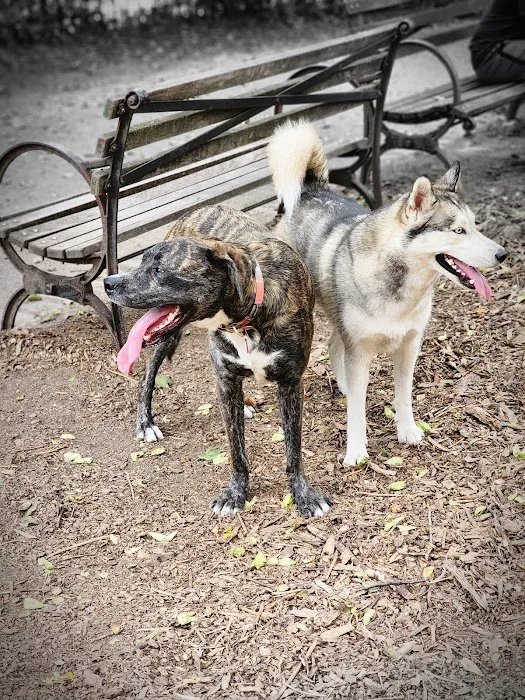 Cobble Hill Dog Park Picture 6