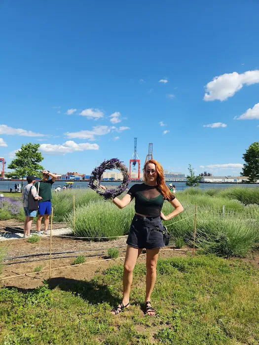 Lavender Field on Governors Island Picture 6