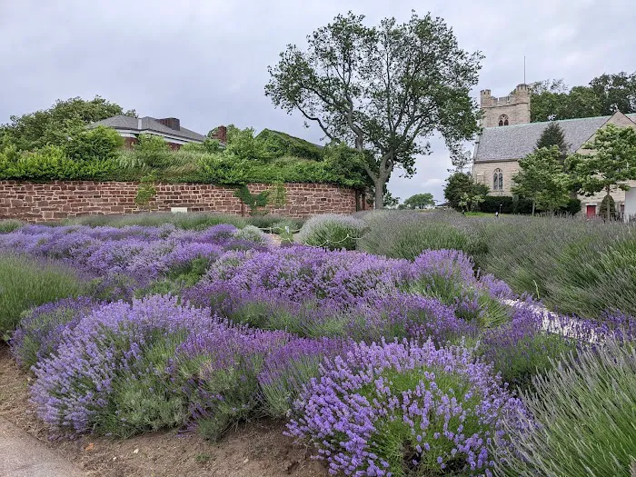 Lavender Field on Governors Island Picture 1