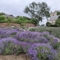 Lavender Field on Governors Island ico