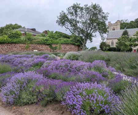 Lavender Field on Governors Island