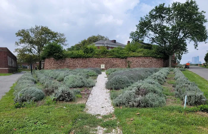 Lavender Field on Governors Island Picture 3