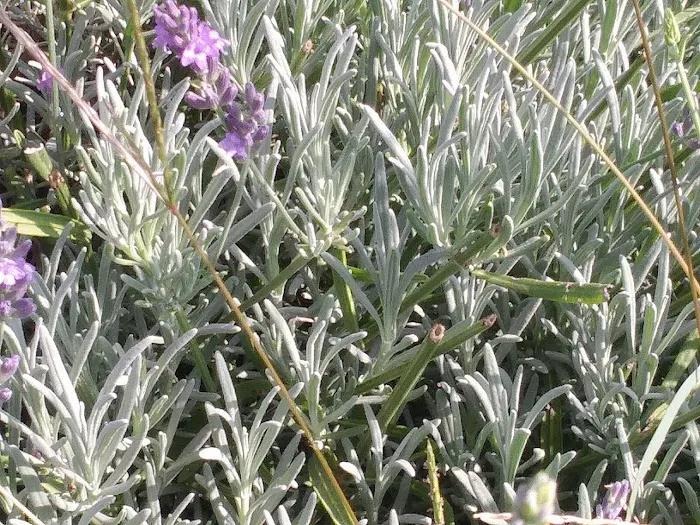 Lavender Field on Governors Island Picture 10