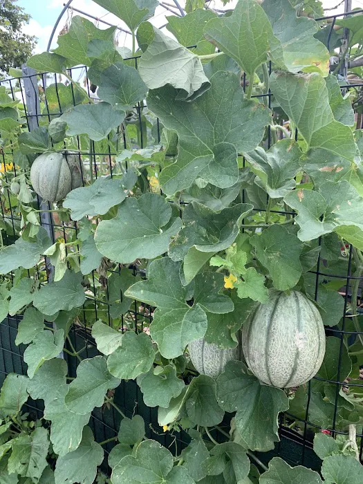 Governors Island Teaching Garden Picture 10