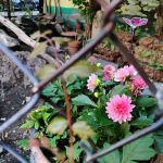 Children's Magical Garden