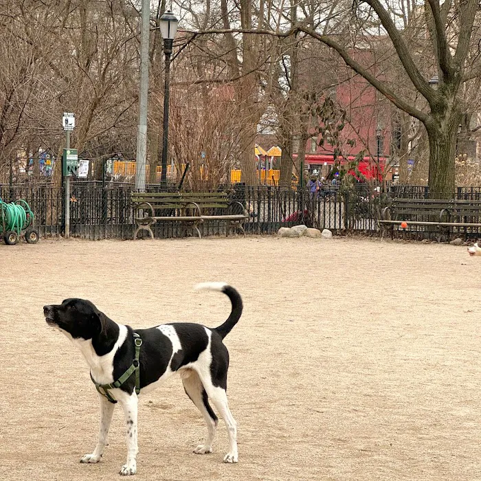 Tompkins Square Dog Run Picture 5