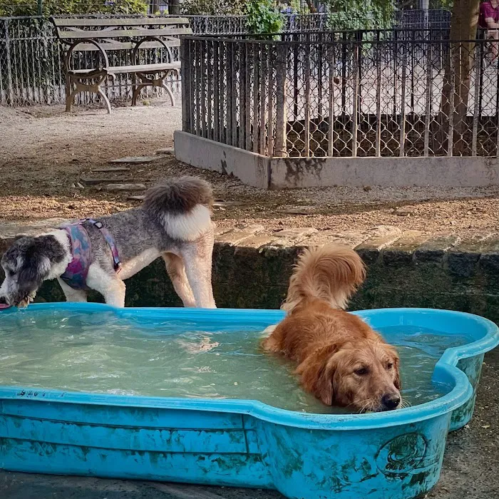 Tompkins Square Dog Run Picture 6