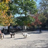 Tompkins Square Dog Run ico