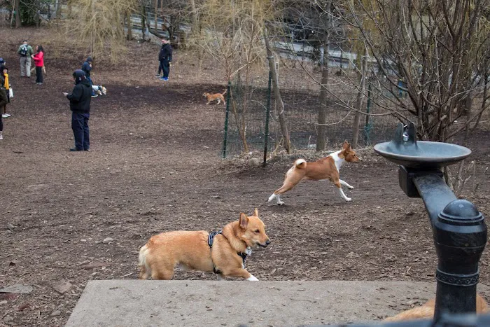 Hillside Dog Park Picture 8