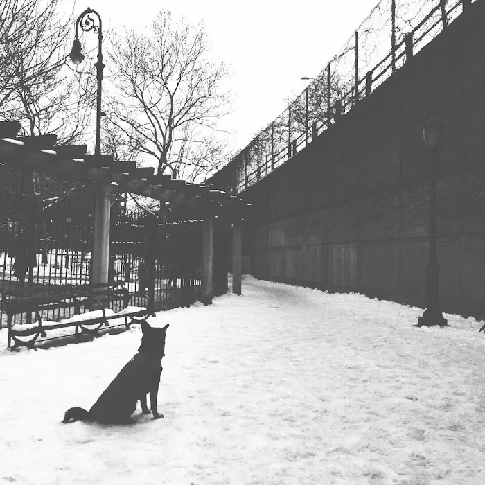 Willowtown Community Dog Run Picture 5