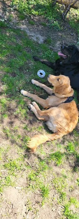 Stamford Dog Park Picture 4