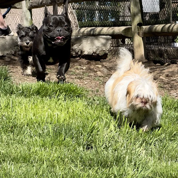 Stamford Dog Park Picture 2