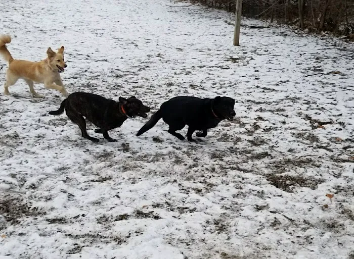 Stamford Dog Park Picture 6