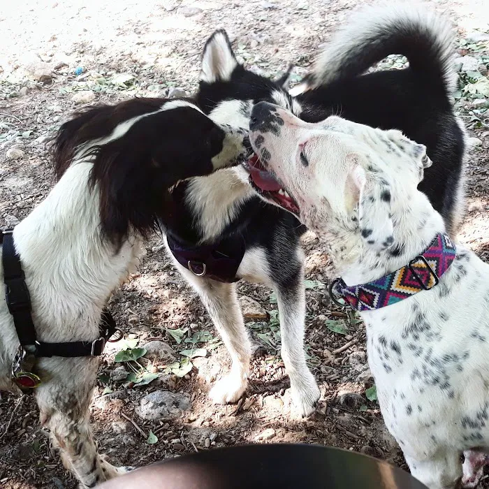 Stamford Dog Park Picture 7