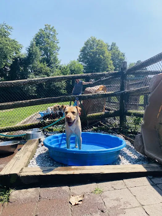 Stamford Dog Park Picture 10