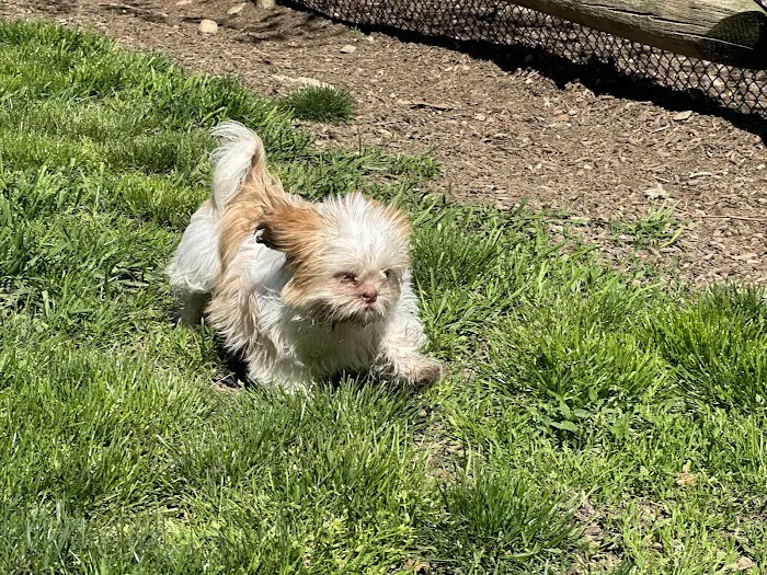 Stamford Dog Park Picture 1