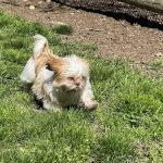 Stamford Dog Park