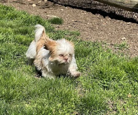 Stamford Dog Park