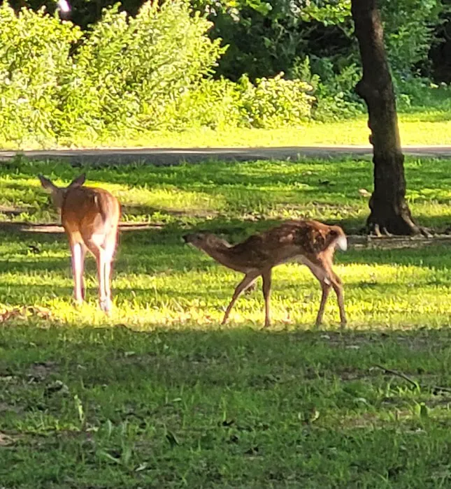 Dog Park Picture 10