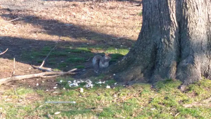 Pulaski Park Picture 2