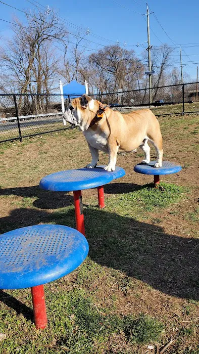 Elmwood Park Dog Park Picture 4