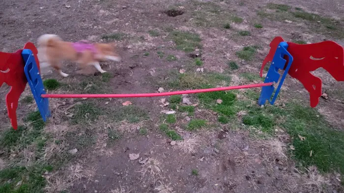 Elmwood Park Dog Park Picture 1