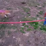 Elmwood Park Dog Park
