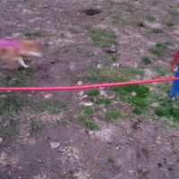 Elmwood Park Dog Park ico