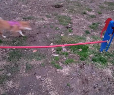 Elmwood Park Dog Park